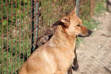 LULA, Hund, Mischlingshund in Italien - Bild 12