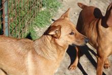 LULA, Hund, Mischlingshund in Italien - Bild 4