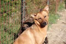 LULA, Hund, Mischlingshund in Italien - Bild 6
