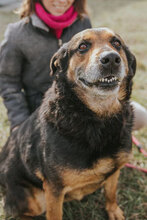 DONATA, Hund, Mischlingshund in Bulgarien - Bild 1
