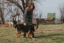 DONATA, Hund, Mischlingshund in Bulgarien - Bild 2