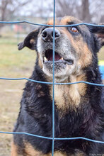 DONATA, Hund, Mischlingshund in Bulgarien - Bild 3