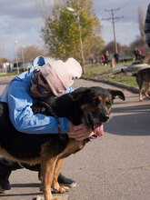 DONATA, Hund, Mischlingshund in Bulgarien - Bild 4