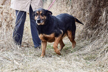 DONATA, Hund, Mischlingshund in Bulgarien - Bild 5
