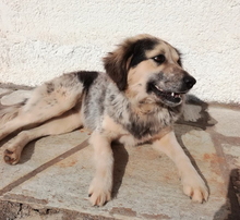 KIKI, Hund, Mischlingshund in Griechenland - Bild 1