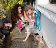 KIKI, Hund, Mischlingshund in Griechenland - Bild 2