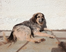 KIKI, Hund, Mischlingshund in Griechenland - Bild 3
