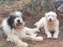 MANDY, Hund, Mischlingshund in Griechenland - Bild 1