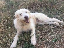 MANDY, Hund, Mischlingshund in Griechenland - Bild 2