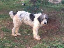 MANDY, Hund, Mischlingshund in Griechenland - Bild 5