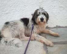 MANDY, Hund, Mischlingshund in Griechenland - Bild 6