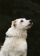 PAUL, Hund, Mischlingshund in Holzwickede - Bild 10