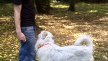 PAUL, Hund, Mischlingshund in Holzwickede - Bild 27