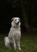 PAUL, Hund, Mischlingshund in Holzwickede - Bild 4