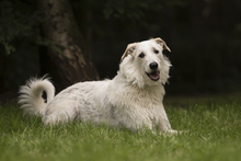 PAUL, Hund, Mischlingshund in Holzwickede - Bild 5
