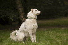 PAUL, Hund, Mischlingshund in Holzwickede - Bild 7