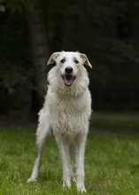 PAUL, Hund, Mischlingshund in Holzwickede - Bild 8