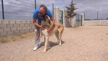 KANKAN, Hund, Mischlingshund in Spanien - Bild 10