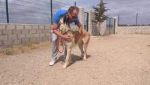 KANKAN, Hund, Mischlingshund in Spanien - Bild 11