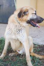 KANKAN, Hund, Mischlingshund in Spanien - Bild 4