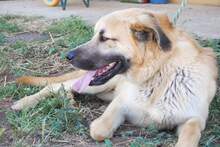 KANKAN, Hund, Mischlingshund in Spanien - Bild 5