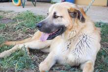 KANKAN, Hund, Mischlingshund in Spanien - Bild 8