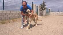 KANKAN, Hund, Mischlingshund in Spanien - Bild 9