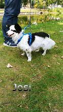 JOSI, Hund, Mischlingshund in Köln - Bild 3