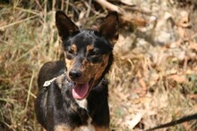 DOLLIE, Hund, Deutscher Schäferhund-Podengo-Mix in Spanien - Bild 11