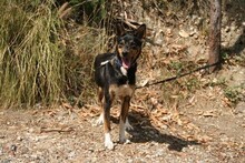 DOLLIE, Hund, Deutscher Schäferhund-Podengo-Mix in Spanien - Bild 12