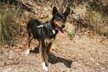 DOLLIE, Hund, Deutscher Schäferhund-Podengo-Mix in Spanien - Bild 14
