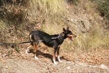 DOLLIE, Hund, Deutscher Schäferhund-Podengo-Mix in Spanien - Bild 15