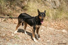 DOLLIE, Hund, Deutscher Schäferhund-Podengo-Mix in Spanien - Bild 16