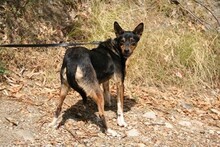 DOLLIE, Hund, Deutscher Schäferhund-Podengo-Mix in Spanien - Bild 17