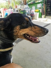 DOLLIE, Hund, Deutscher Schäferhund-Podengo-Mix in Spanien - Bild 2