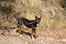 DOLLIE, Hund, Deutscher Schäferhund-Podengo-Mix in Spanien - Bild 3