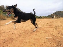 DOLLIE, Hund, Deutscher Schäferhund-Podengo-Mix in Spanien - Bild 5