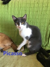 PICASSO, Katze, Europäisch Kurzhaar-Mix in Spanien - Bild 1