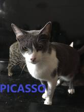 PICASSO, Katze, Europäisch Kurzhaar-Mix in Spanien - Bild 2