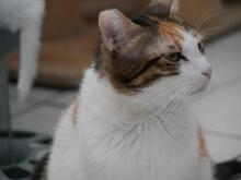 MISSSOPHIE, Katze, Europäisch Kurzhaar in Bergheim - Bild 3