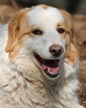 TISH, Hund, Mischlingshund in Italien - Bild 1