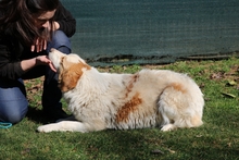 TISH, Hund, Mischlingshund in Italien - Bild 4