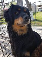 LOLALOTTE, Hund, Mischlingshund in Rumänien - Bild 2