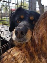 LOLALOTTE, Hund, Mischlingshund in Rumänien - Bild 3
