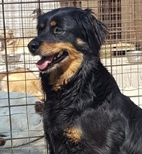 LOLALOTTE, Hund, Mischlingshund in Rumänien - Bild 4