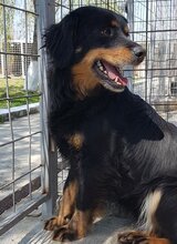 LOLALOTTE, Hund, Mischlingshund in Rumänien - Bild 5