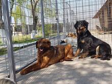 LOLALOTTE, Hund, Mischlingshund in Rumänien - Bild 6