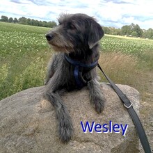 WESLEY, Hund, Mischlingshund in Lehrte - Bild 1