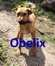 OBELIX, Hund, Mischlingshund in Bulgarien - Bild 1
