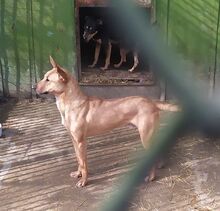OBELIX, Hund, Mischlingshund in Bulgarien - Bild 10